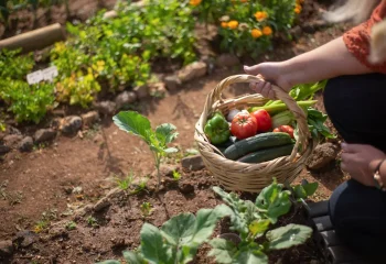 Panier de légumes frais dans un potager biologique prêt à être récolté