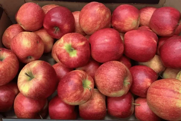 POMME CRIPSON 10KG de nos vergers