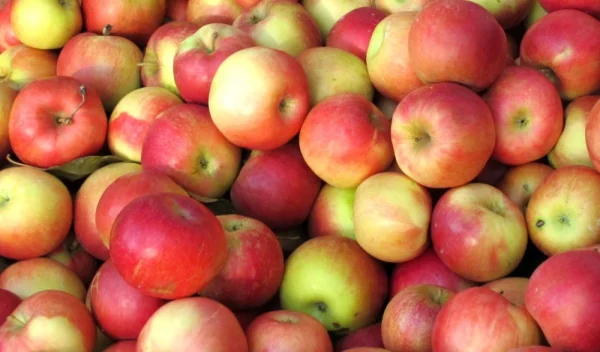 POMME DALINETTE de nos vergers