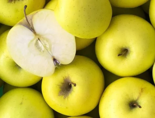 POMME GOLDEN de nos vergers