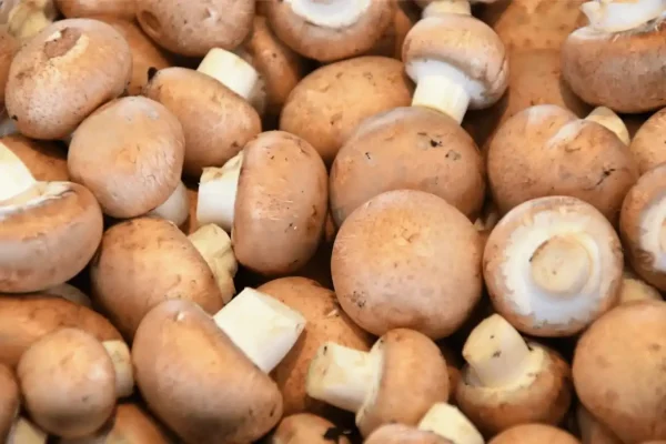 CHAMPIGNON BRUN
