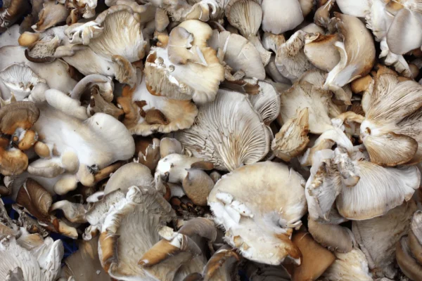 CHAMPIGNON PLEUROTE
