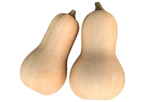 COURGE BUTTERNUT