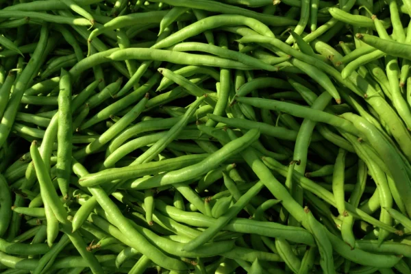 HARICOT VERT