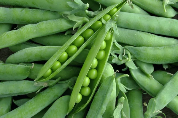 POIS MANGETOUT