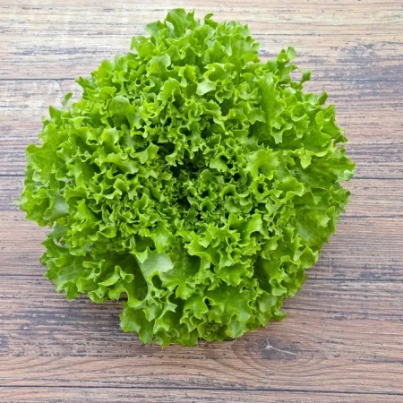 SALADE BATAVIA