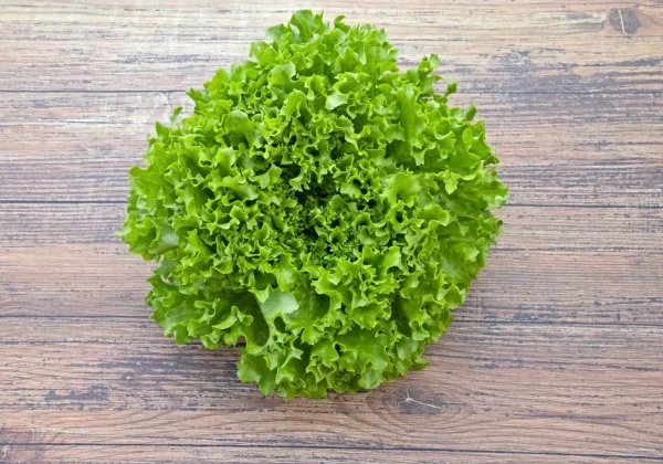 SALADE BATAVIA
