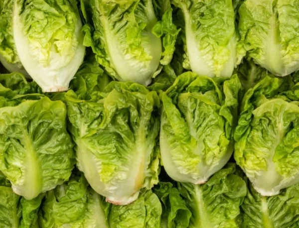 SALADE COEUR DE SUCRINE
