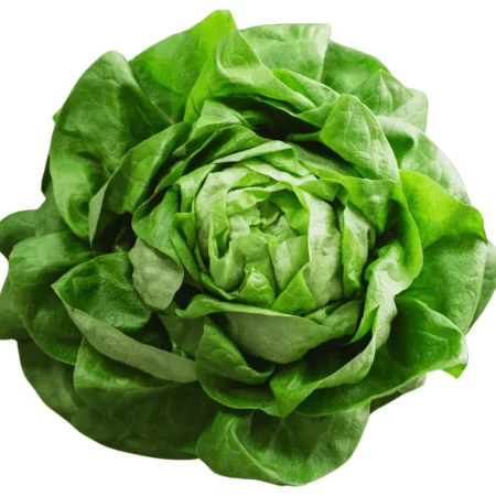 SALADE LAITUE