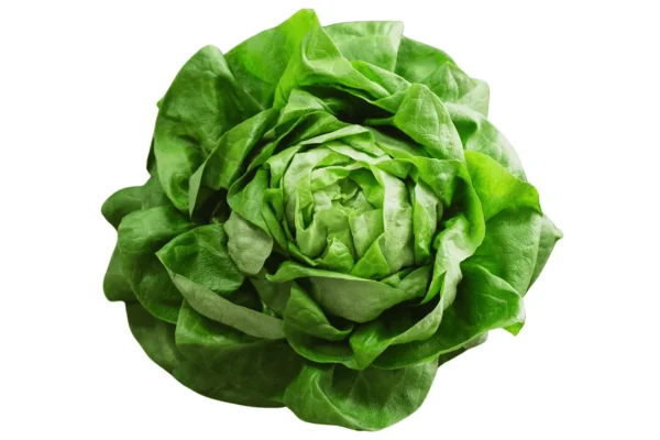 SALADE LAITUE