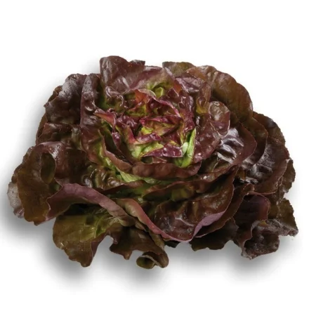 SALADE LAITUE ROUGE
