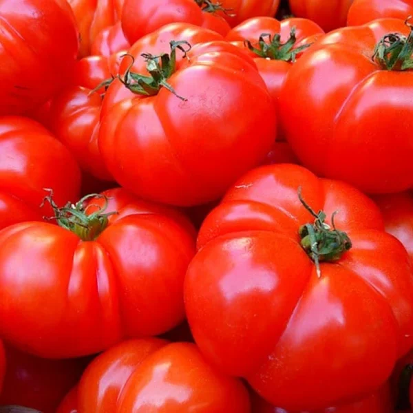 TOMATE RONDE CHARNUE