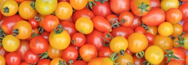 TOMATE COCKTAIL COULEUR