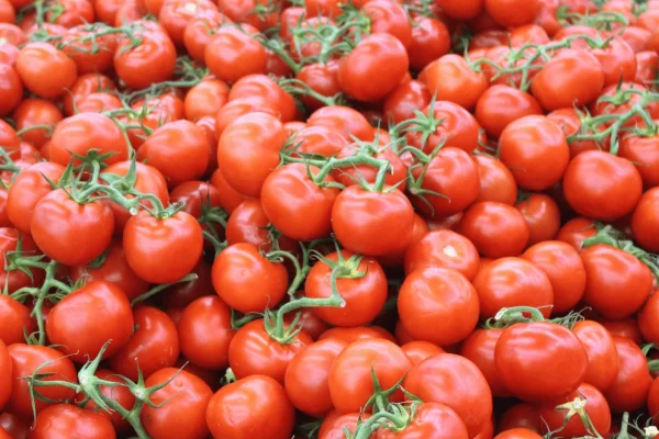 TOMATE GRAPPE de provence