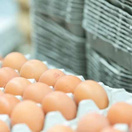 OEUFS BIO x6