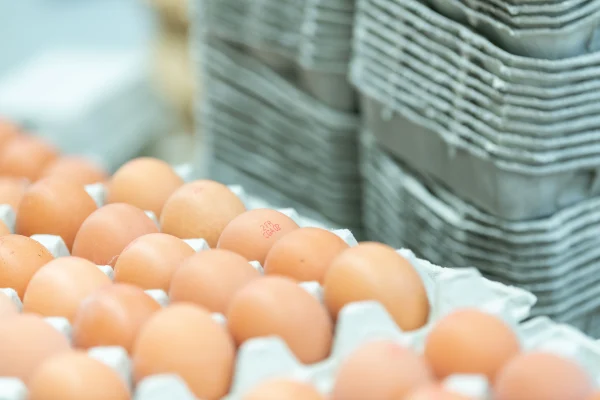 OEUFS BIO x6