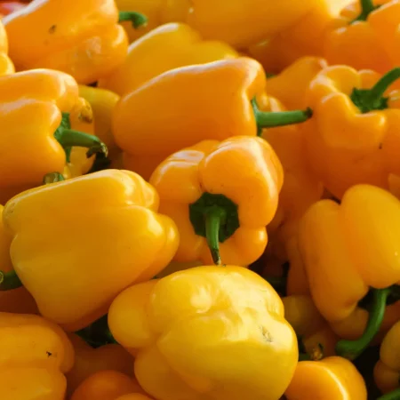 POIVRON JAUNE