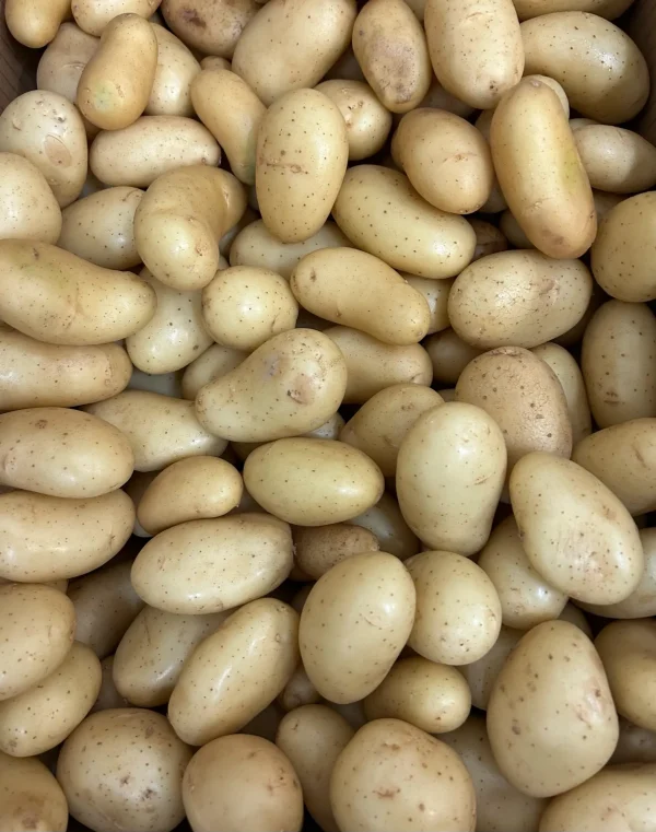 Pomme de terre délicatesse nouvelle récolte