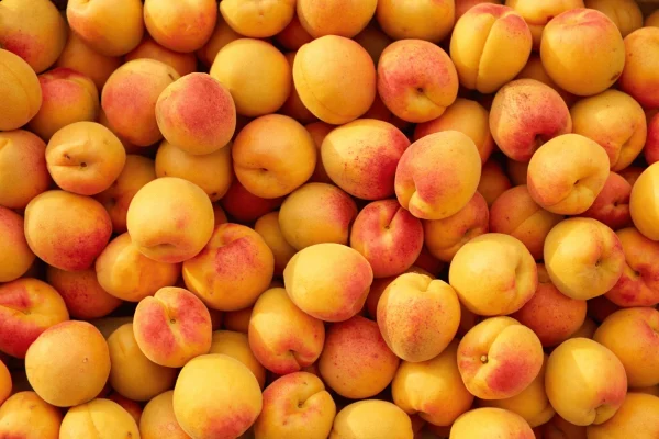 ABRICOT la caisse de 5Kg, idéal pour confiture