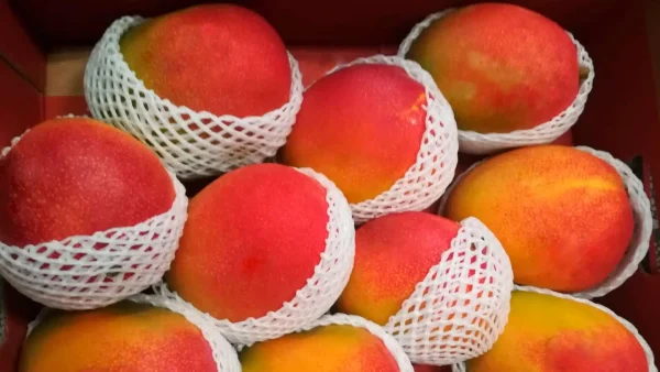 MANGUE AVION