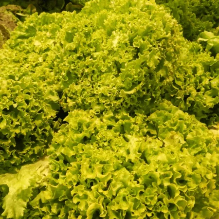 SALADE SCAROLE