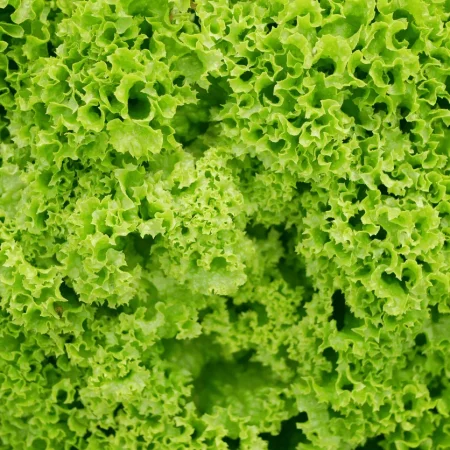 SALADE FRISEE