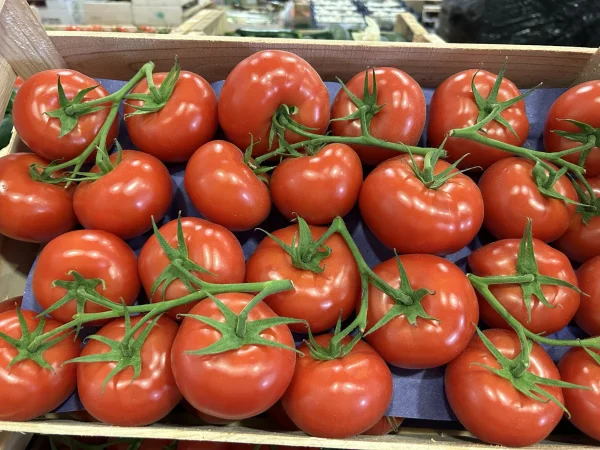TOMATE RONDE GRAPPE
