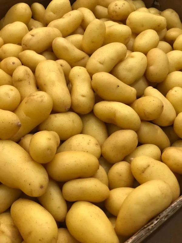 Pomme de terre SPUNTA