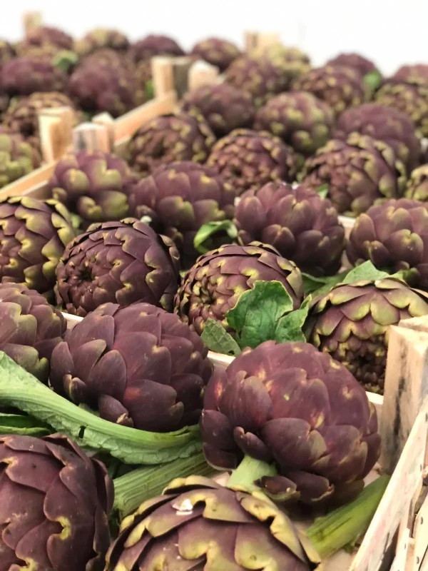 ARTICHAUT VIOLET