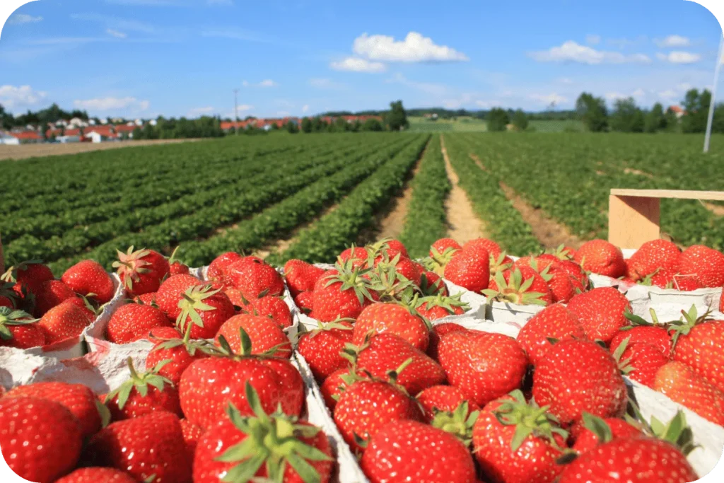 Fraises de Cléry en barquette dans un champs