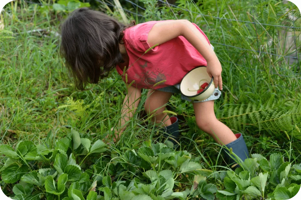 JEUNE FILLE DANS UN JARDIN QUI RAMASSE DES FRAISES DE CLERY DANS UN BOL