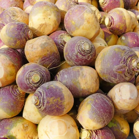 RUTABAGA