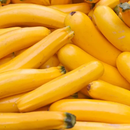 COURGETTE JAUNE