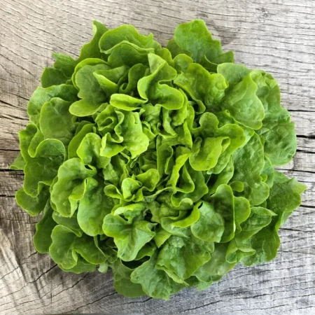 SALADE FEUILLE CHENE BLONDE