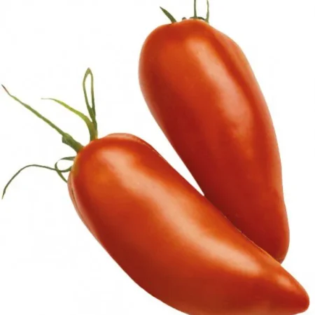 TOMATE ALLONGEE CORNUE