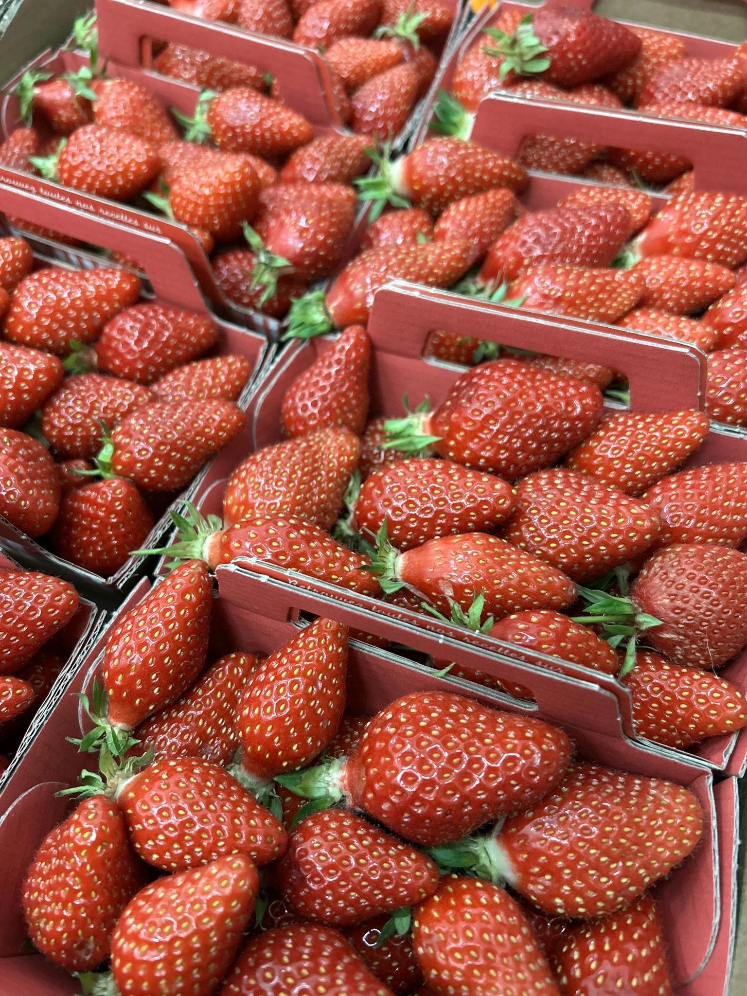 FRAISE GARIGUETTE 250gr