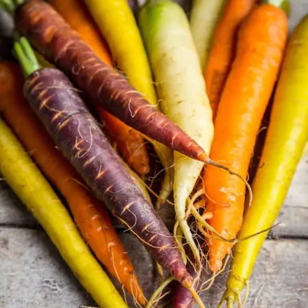 CAROTTE COULEUR