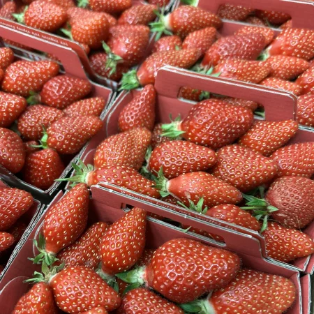 FRAISE GARIGUETTE 250gr