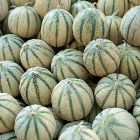 MELON
