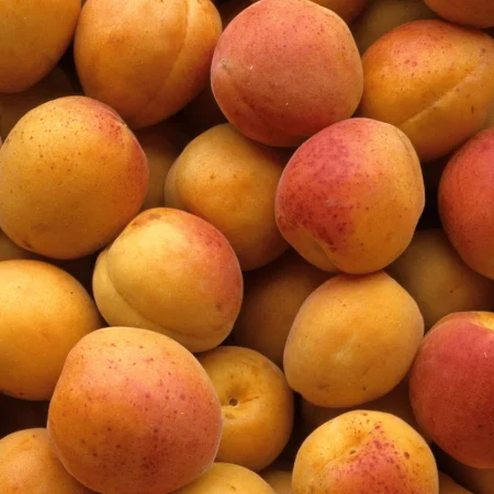 ABRICOT BERGERON la caisse de 5 KG