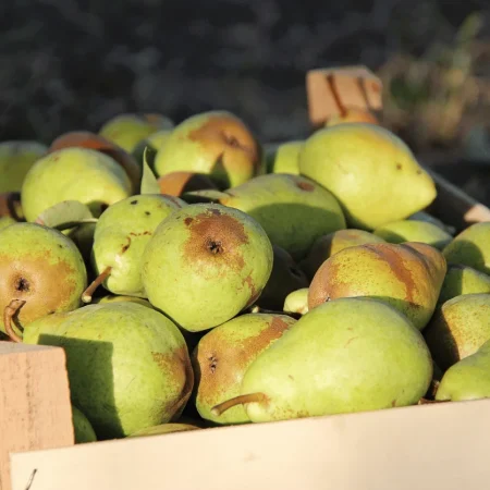 POIRE WILLIAM CAISSE 10KG