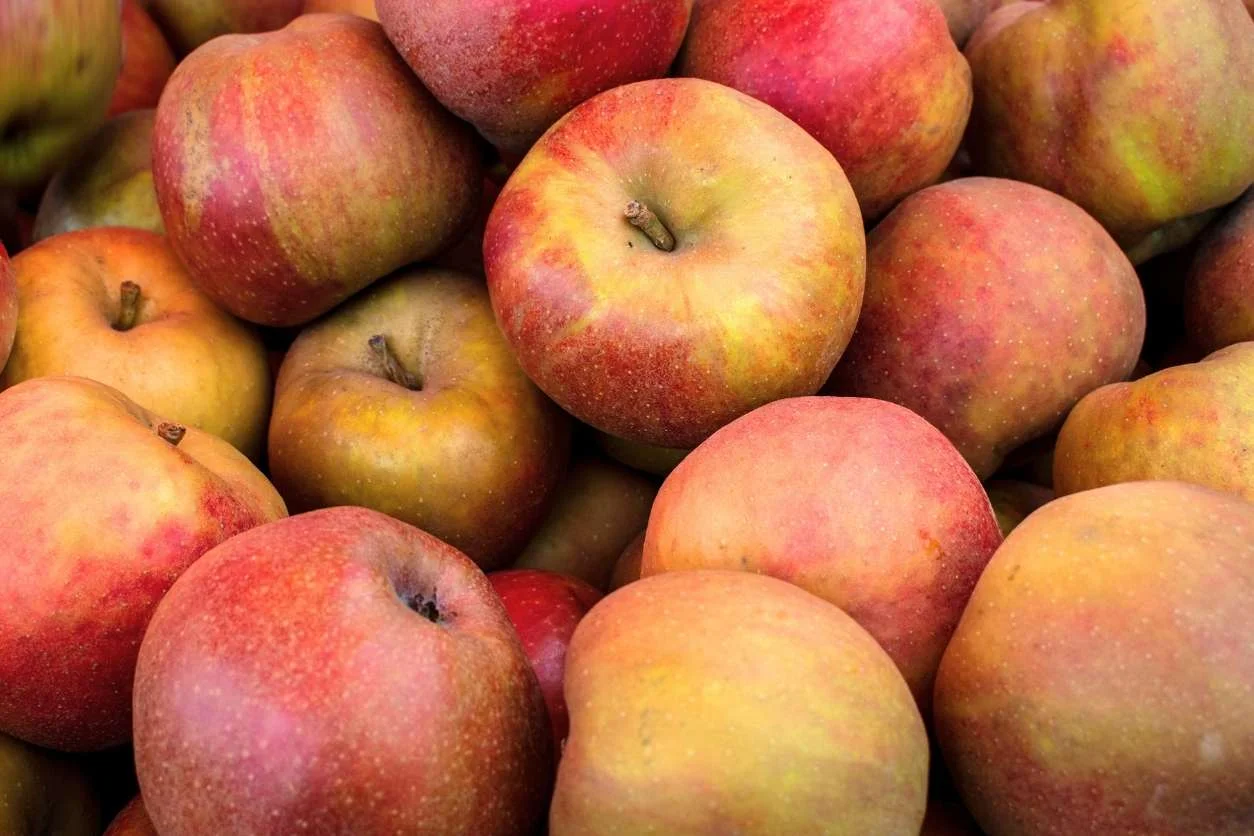 POMME BOSKOOP de nos vergers