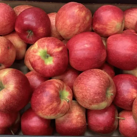 POMME CRIPSON de nos vergers