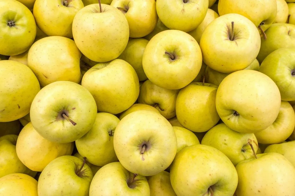 POMME GOLDOR de nos vergers