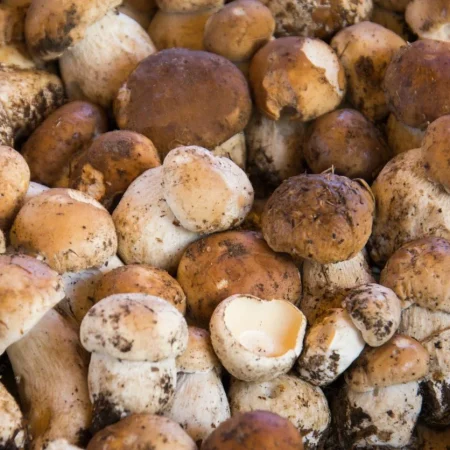 CHAMPIGNON CEPE 500GR