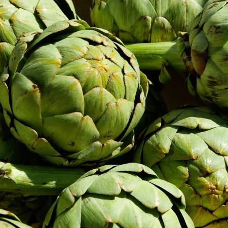 ARTICHAUT VERT