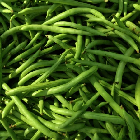 HARICOT VERT
