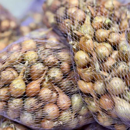 ECHALOTE LE FILET DE 5KG