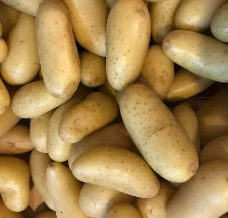 POMME DE TERRE CELTIANE