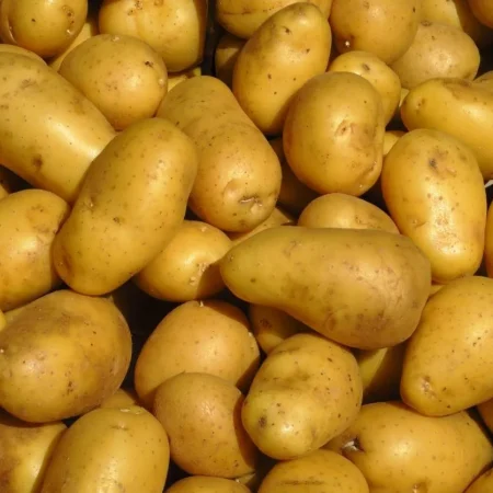 POMME DE TERRE TRESOR 10KG